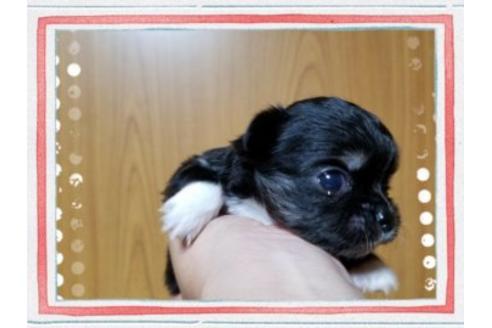 成約済の長崎県のチワワ(ロングコート)-47137の2枚目