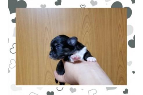 成約済の長崎県のチワワ(ロングコート)-47137の1枚目