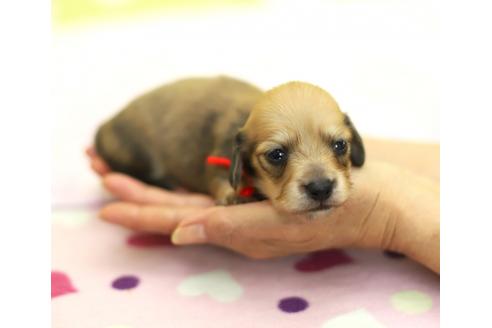 成約済の大分県のカニンヘンダックスフンド(ロングヘアード)-47805の3枚目
