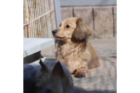 成約済の大分県のカニンヘンダックスフンド(ロングヘアード)-47805の1枚目