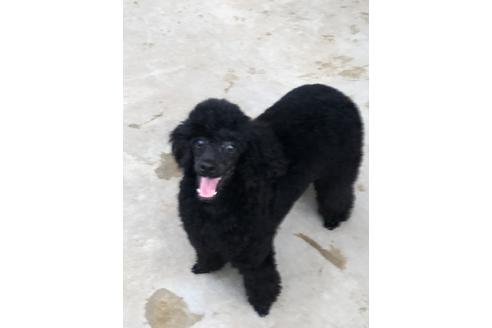 成約済の千葉県のトイプードル-47829の3枚目