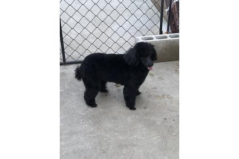 成約済の千葉県のトイプードル-47829の1枚目