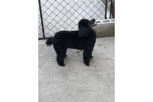 成約済の千葉県のトイプードル-47829の2枚目