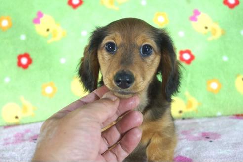 成約済の兵庫県のカニンヘンダックスフンド(ロングヘアード)-45554の3枚目