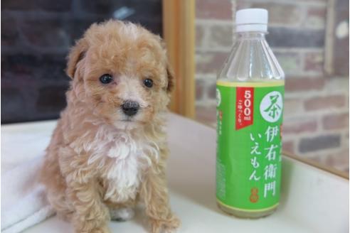 成約済の大阪府のトイプードル-47855の2枚目