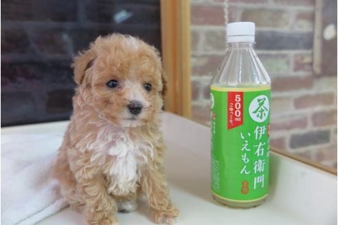 成約済の大阪府のトイプードル-47855の3枚目