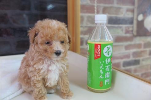 成約済の大阪府のトイプードル-47855の4枚目