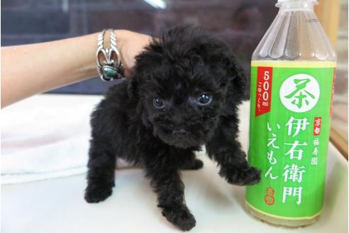 成約済の大阪府のティーカッププードル-47856の3枚目