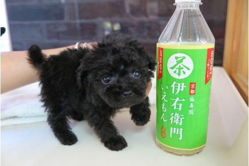 成約済の大阪府のティーカッププードル-47856の4枚目