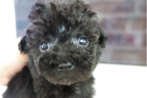 成約済の大阪府のティーカッププードル-47856の5枚目