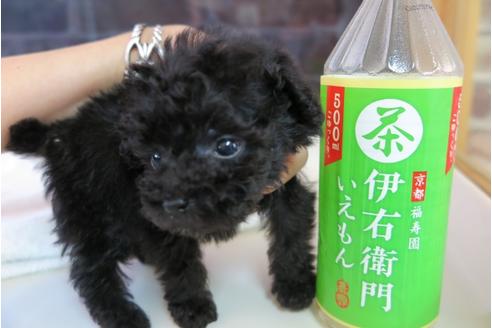 成約済の大阪府のティーカッププードル-47856の1枚目