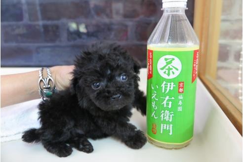 成約済の大阪府のティーカッププードル-47856の2枚目