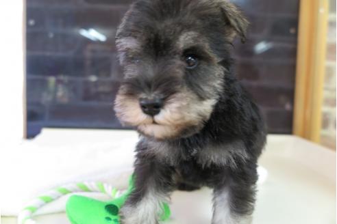 成約済の大阪府のミニチュアシュナウザー-47858の5枚目