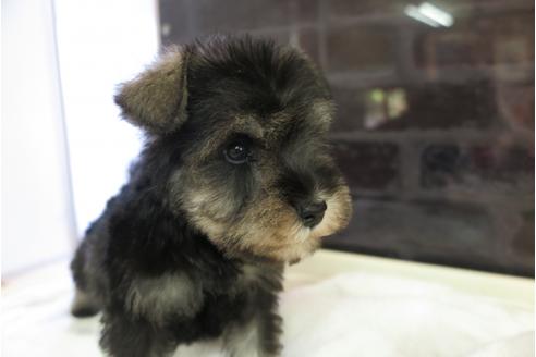 成約済の大阪府のミニチュアシュナウザー-47858の2枚目