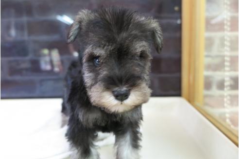 成約済の大阪府のミニチュアシュナウザー-47858の3枚目