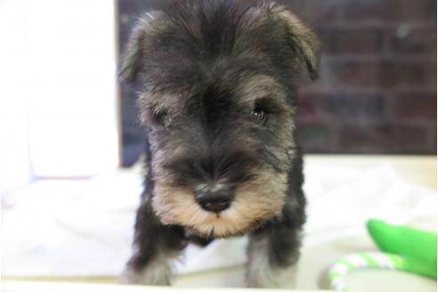 成約済の大阪府のミニチュアシュナウザー-47858の4枚目