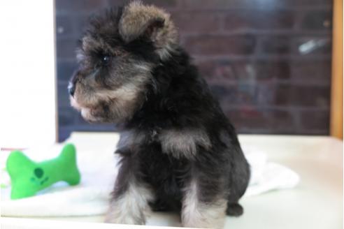 成約済の大阪府のミニチュアシュナウザー-47858の1枚目