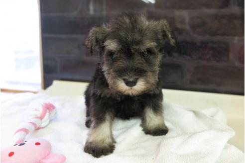 成約済の大阪府のミニチュアシュナウザー-47859の5枚目