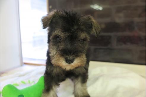 成約済の大阪府のミニチュアシュナウザー-47859の4枚目