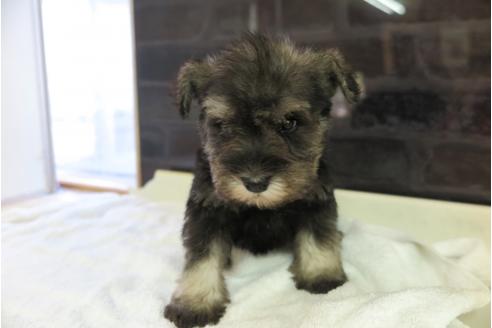 成約済の大阪府のミニチュアシュナウザー-47859の1枚目