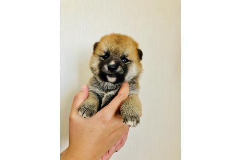成約済の徳島県の柴犬-47023の3枚目