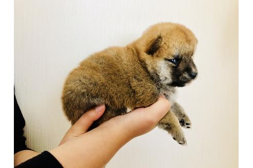 成約済の徳島県の柴犬-47023の2枚目