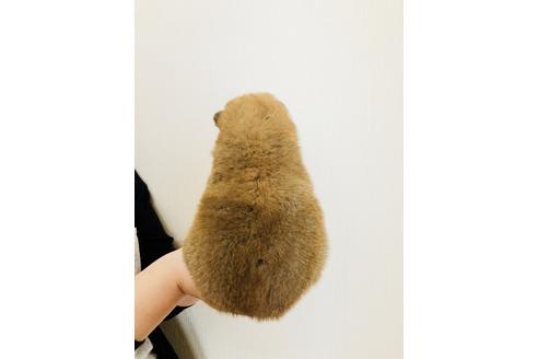 成約済の徳島県の柴犬-47023の1枚目