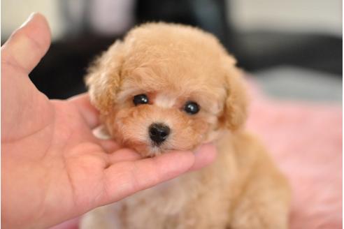 成約済の茨城県のトイプードル-47872の1枚目