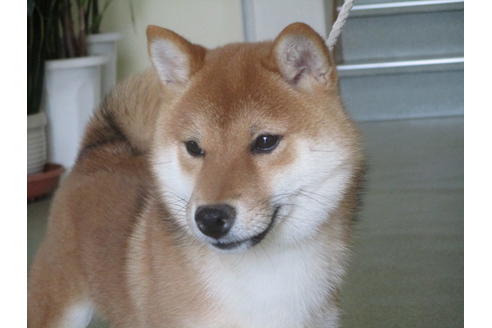 成約済の岡山県の豆柴-39849の2枚目