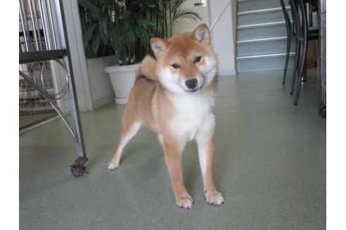 成約済の岡山県の豆柴-39849の1枚目