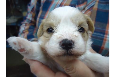 成約済の栃木県のミックス犬-47908の3枚目