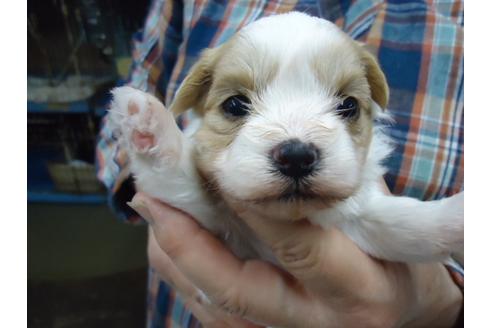 成約済の栃木県のミックス犬-47908の4枚目