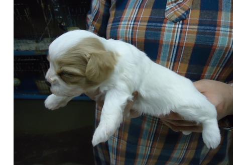 成約済の栃木県のミックス犬-47908の2枚目