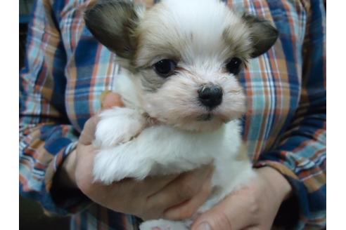 成約済の栃木県のミックス犬-47871の4枚目