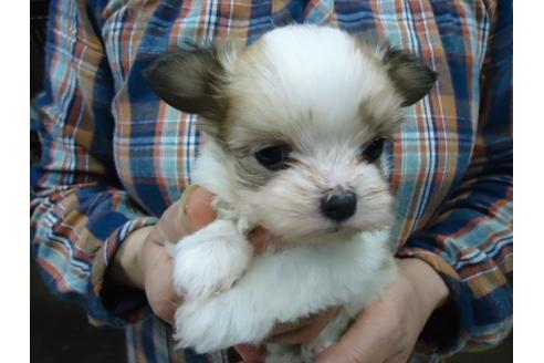 成約済の栃木県のミックス犬-47871の2枚目