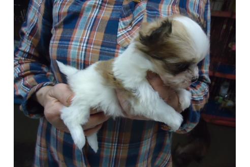 成約済の栃木県のミックス犬-47871の1枚目