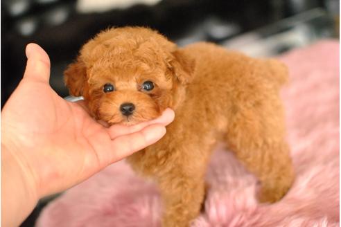 成約済の茨城県のトイプードル-47119の2枚目