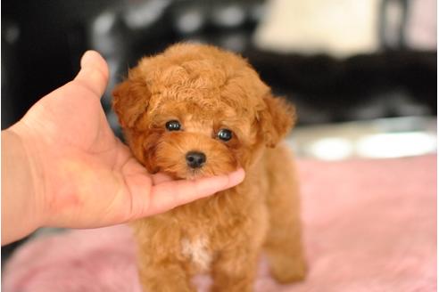 成約済の茨城県のトイプードル-47119の3枚目