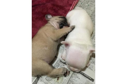 成約済の愛知県のフレンチブルドッグ-47928の1枚目