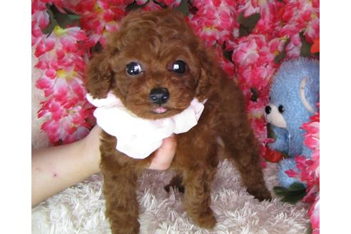 成約済の茨城県のトイプードル-47941の3枚目