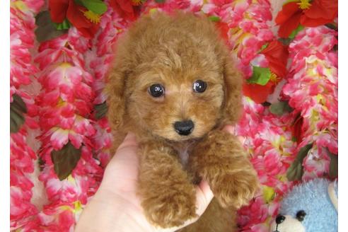 成約済の茨城県のトイプードル-47943の2枚目