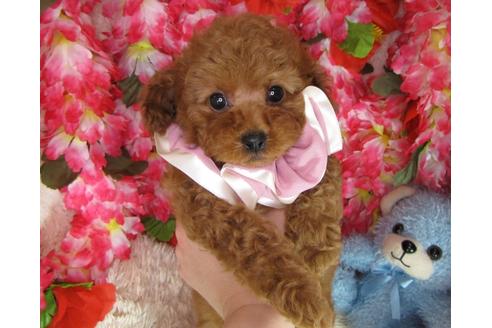 成約済の茨城県のトイプードル-47944の2枚目