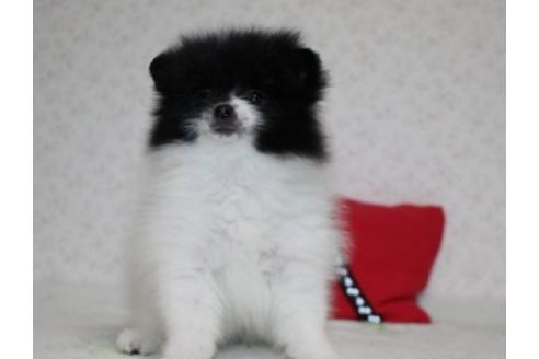 成約済の埼玉県のポメラニアン-46232の4枚目