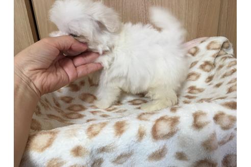 成約済の大阪府のマルチーズ-47371の5枚目