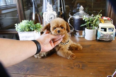 成約済の埼玉県のトイプードル-47659の5枚目