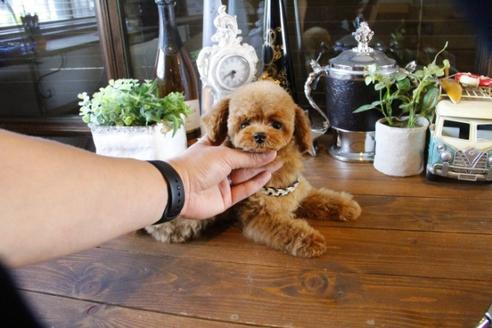 成約済の埼玉県のトイプードル-47659の2枚目