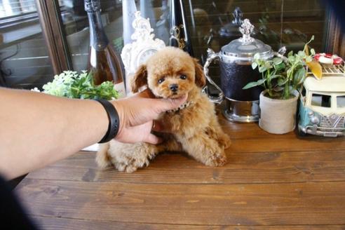 成約済の埼玉県のトイプードル-47659の3枚目