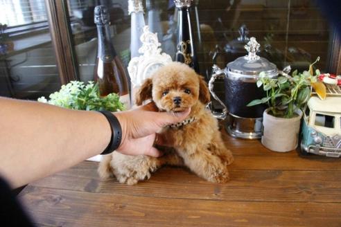 成約済の埼玉県のトイプードル-47659の4枚目