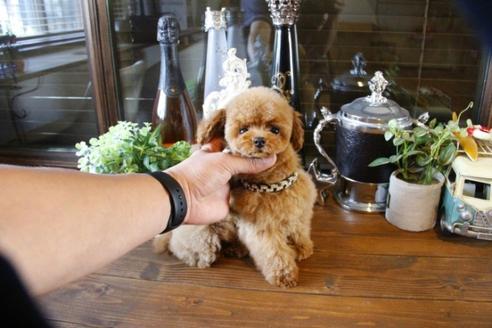 成約済の埼玉県のトイプードル-47659の1枚目