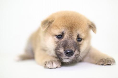 成約済の愛知県の柴犬-47961の1枚目
